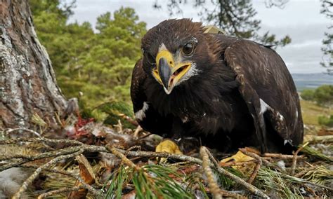 Kai Golden Eagle chick