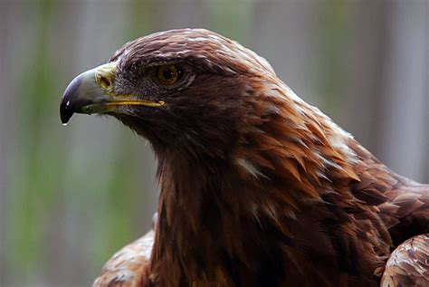 Conservation efforts for the Kai Golden Eagle