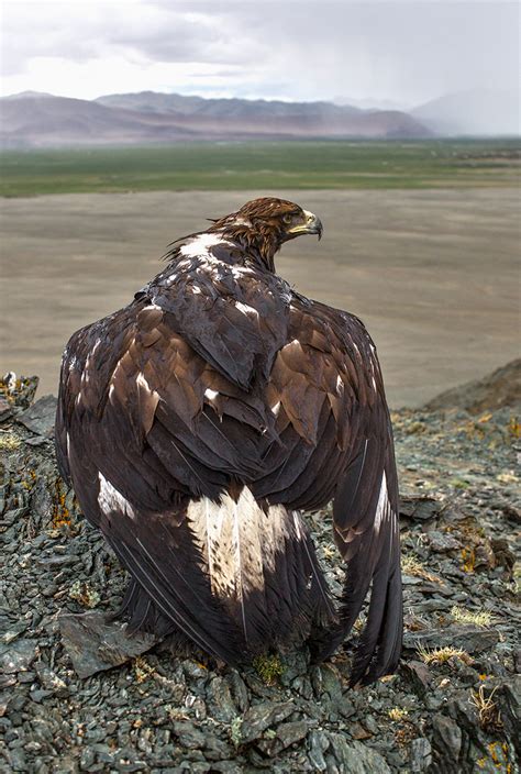 Kai Golden Eagle hunting 2