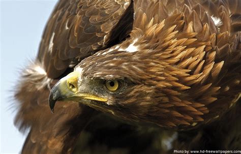 Kai Golden Eagle in Hawaiian art