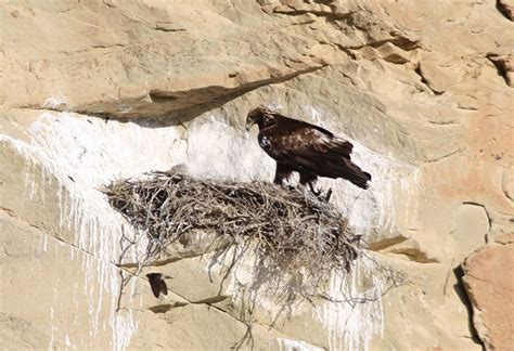 Kai Golden Eagle nest