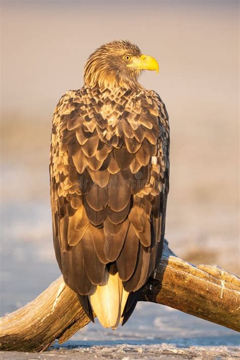 Kai Golden Eagle perched