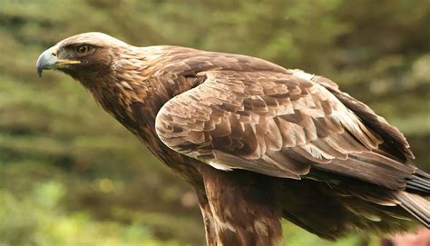 Close-up of Kai Golden Eagle's physical characteristics