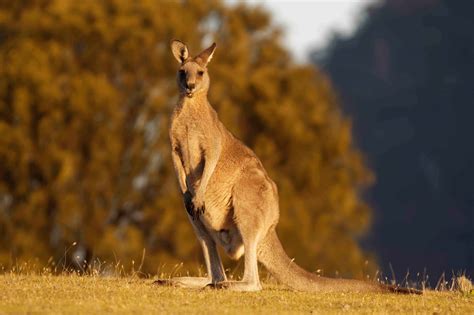 Kangaroo