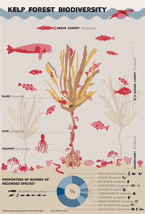 Kelp biodiversity