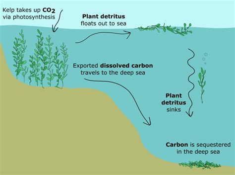 Kelp climate change