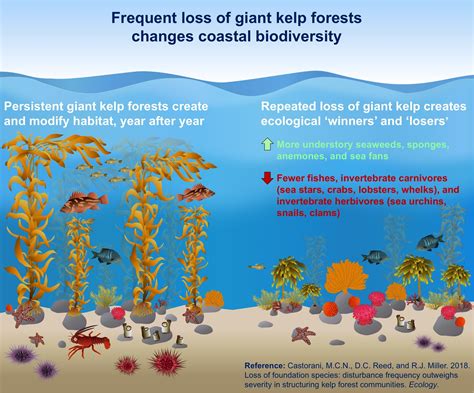 Kelp ecosystems