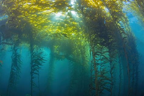 Majestic Kelp Forest