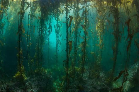 Kelp forest ecology