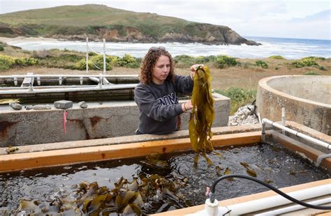 Kelp restoration