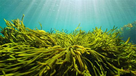 Kelp sustainability