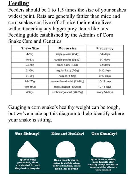 King snake feeding chart