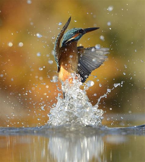 Kingfisher diving into the water