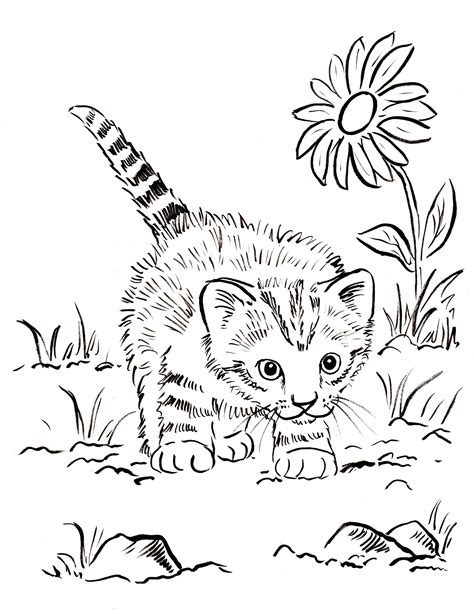 Kitten Coloring Pages