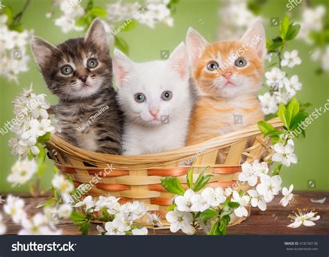 Kitten in a basket