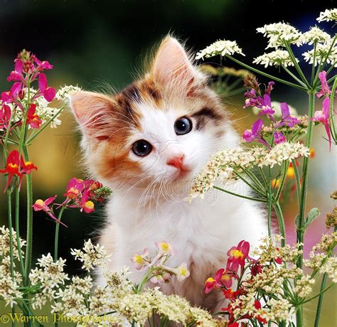 Kitten with flowers