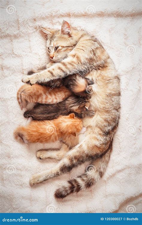 Kittens nursing from their mother