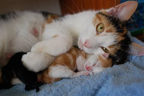 Kittens snuggling with their mother