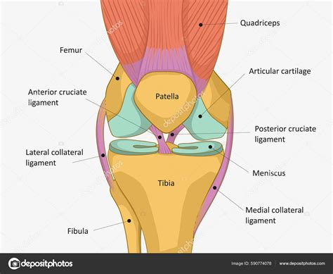 Knee Tendon Anatomy