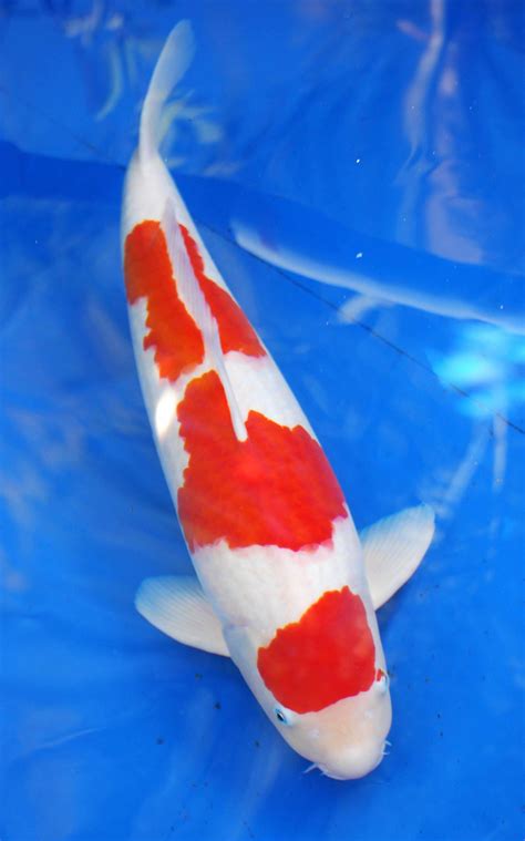 Kohaku koi