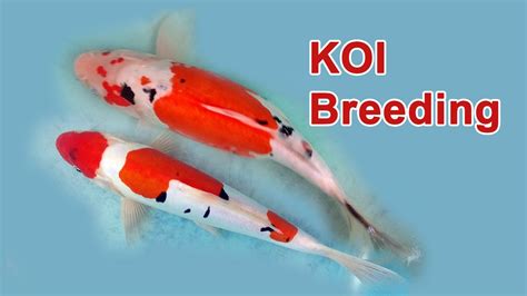 Koi breeding and genetics