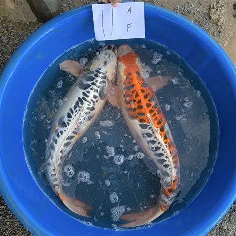 Koi breeding