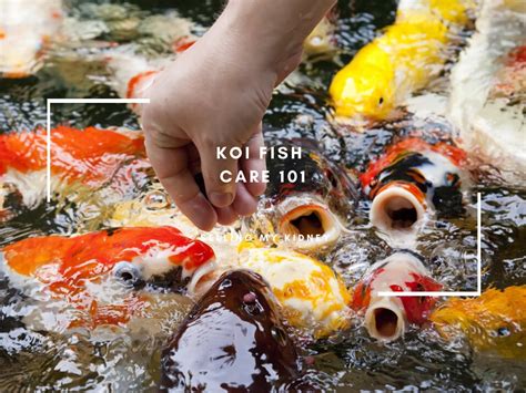 Koi care and maintenance