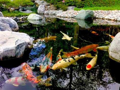 Koi pond