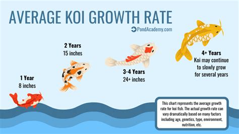 Koi value tips