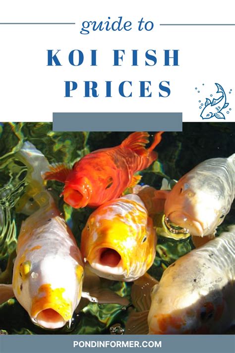 Koi value