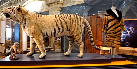 A photograph of a Konings Tiger on display at a museum