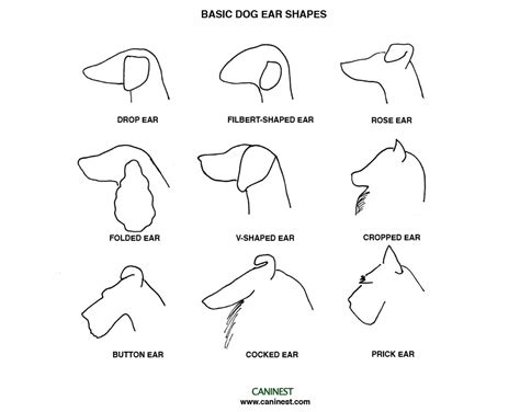 Labrador Dog Ear Pattern for T-Shirts