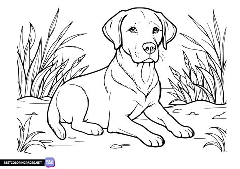 Labrador Retriever Coloring Page