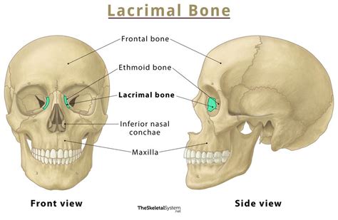 Lacrimal Bones Structure