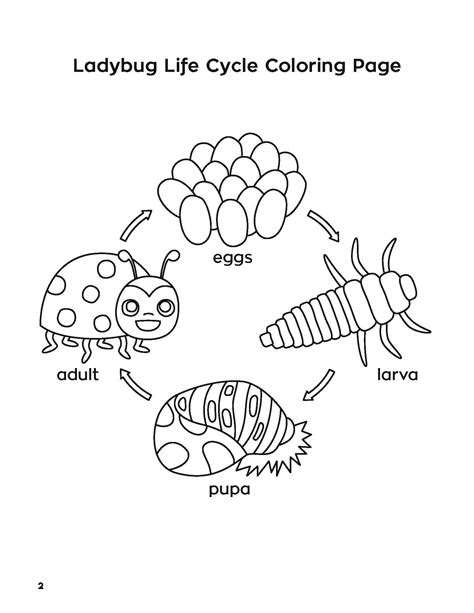 Ladybug Life Cycle Coloring Page