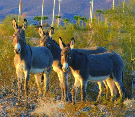 Wildlife in Lake Havasu City