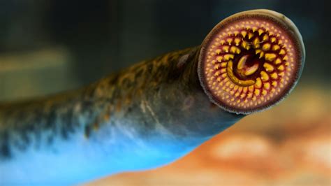 Lampreys