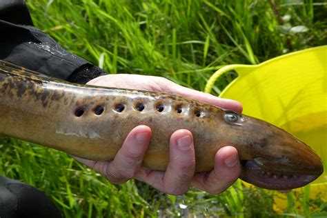 Lampreys