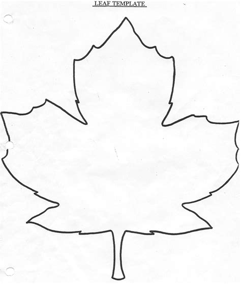 A collection of large leaf templates