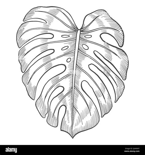 Large Monstera Leaf Outline for Wall Decals or Posters