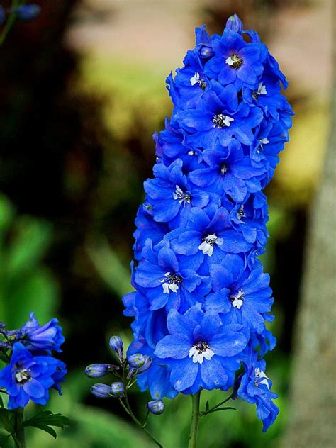 Larkspur Birth Flower