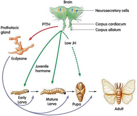 Larval stage