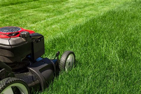 Lawn maintenance techniques and best practices