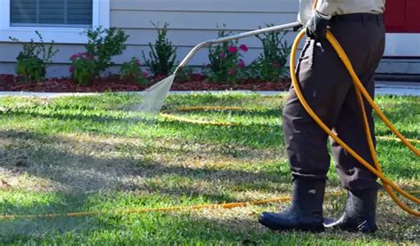 Lawn Pest Control Tips