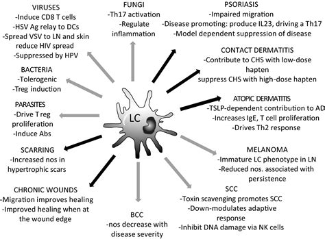 LCS Virus