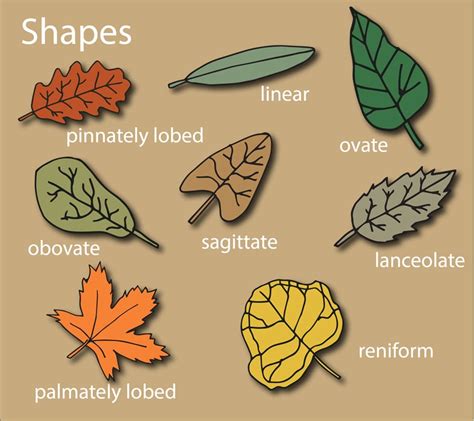 An illustration of different leaf shapes, including oval, lance-shaped, heart-shaped, and palmate