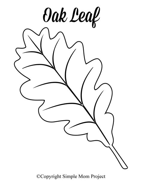 A delicate holly leaf template