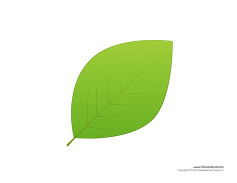 A large eucalyptus leaf template