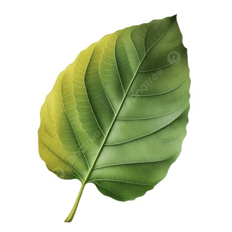 Realistic Leaf Template