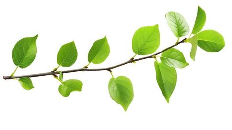 A branch with leaves